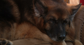 Illustration de l'article : Après un accident de toilettage qui a coûté une partie de sa queue à son Berger Allemand, une propriétaire espère obtenir justice