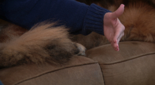 Illustration de l'article : Après un accident de toilettage qui a coûté une partie de sa queue à son Berger Allemand, une propriétaire espère obtenir justice