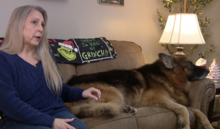 Illustration de l'article : Après un accident de toilettage qui a coûté une partie de sa queue à son Berger Allemand, une propriétaire espère obtenir justice