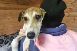 Illustration de l'article : Abandonnés devant un refuge en pleine tempête, 2 chiots espèrent désormais trouver une famille prête à les aimer (vidéo)