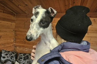 Illustration de l'article : Abandonnés devant un refuge en pleine tempête, 2 chiots espèrent désormais trouver une famille prête à les aimer (vidéo)