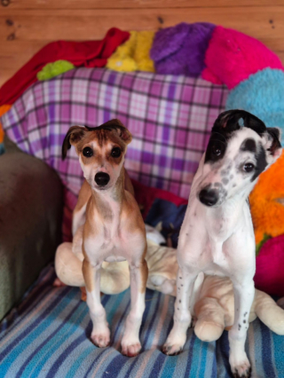 Illustration de l'article : Abandonnés devant un refuge en pleine tempête, 2 chiots espèrent désormais trouver une famille prête à les aimer (vidéo)