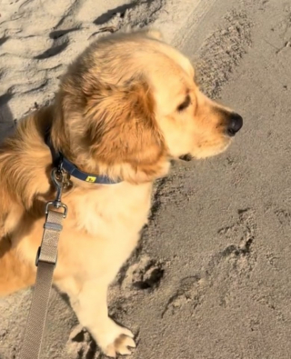 Illustration de l'article : Charlie, un Golden Retriever d’un an et demi, découvre la mer pour la première fois (vidéo)