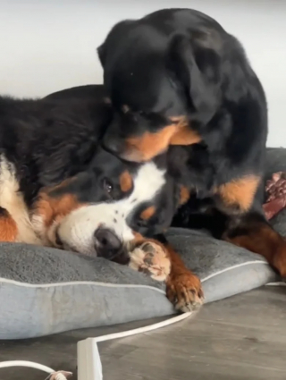 Illustration de l'article : Ce chiot Bouvier Bernois plein d’admiration adore se blottir tendrement contre sa grande sœur Rottweiler (vidéo)