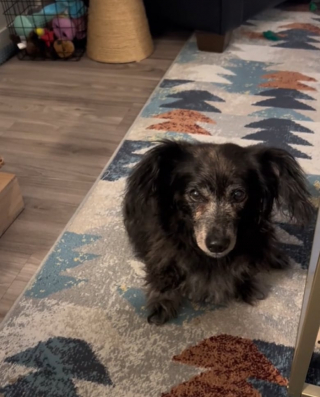 Illustration de l'article : 13 ans après avoir dû le laisser à une autre famille, le destin lui fait recroiser la route de son chiot devenu papy (vidéo)