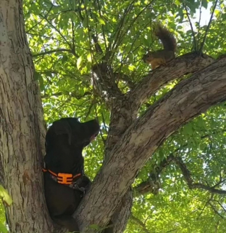 Illustration de l'article : Cette chienne apprend à escalader les arbres pour retrouver ses copains les écureuils