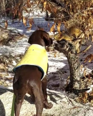 Illustration de l'article : Cette chienne apprend à escalader les arbres pour retrouver ses copains les écureuils