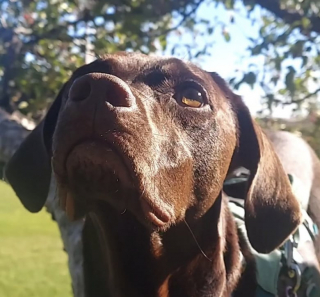 Illustration de l'article : Cette chienne apprend à escalader les arbres pour retrouver ses copains les écureuils