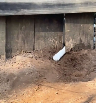 Illustration de l'article : Malgré la clôture qui les sépare, une chienne et un chaton noue une amitié aussi improbable qu’attendrissante (vidéo)