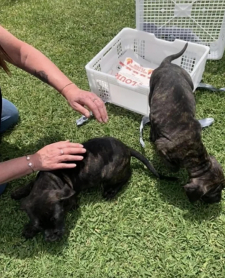 Illustration de l'article : Sans l’intervention d’un passant bienveillant, ces 2 chiots abandonnés dans une boîte scellée auraient connu un destin tragique