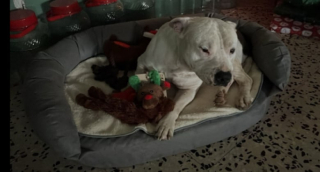 Illustration de l'article : Partie en Espagne avec sa chienne malade, cette femme rencontre un chien qu’elle tente de sauver en l’adoptant (vidéo)