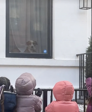 Illustration de l'article : Ravis d’apercevoir un chien à la fenêtre, des enfants s’arrêtent devant sa maison pour le saluer chaleureusement (vidéo)
