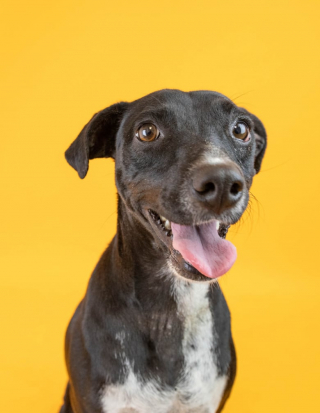 Illustration de l'article : Suite à l’impatience de ses 4 adoptants successifs qui l’ont ramené au refuge à chaque fois, ce chien cherche une famille bienveillante (vidéo)