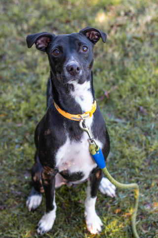 Illustration de l'article : Suite à l’impatience de ses 4 adoptants successifs qui l’ont ramené au refuge à chaque fois, ce chien cherche une famille bienveillante (vidéo)