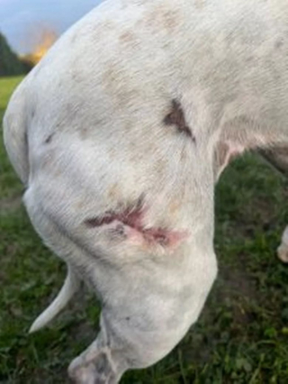 Illustration de l'article : Recueillie par un refuge, une chienne peut enfin reprendre goût à la vie après des années de souffrance dans son ancien foyer