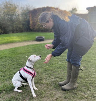 Illustration de l'article : Recueillie par un refuge, une chienne peut enfin reprendre goût à la vie après des années de souffrance dans son ancien foyer
