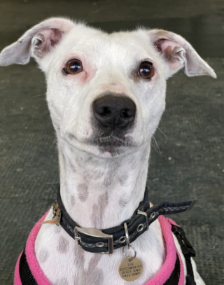 Illustration de l'article : Recueillie par un refuge, une chienne peut enfin reprendre goût à la vie après des années de souffrance dans son ancien foyer