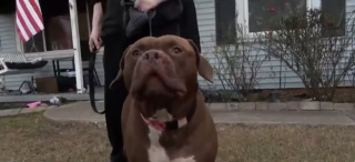 Illustration de l'article : En aboyant et en ouvrant les rideaux, ce chien sauve ses maîtres tandis qu’un incendie ravageait leur maison (vidéo)