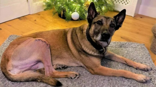 Illustration de l'article : Retraitée de l’armée et de la police, une chienne peut retourner dans sa famille grâce à une association caritative