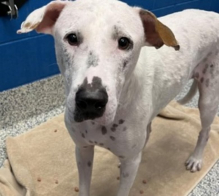 Illustration de l'article : Abandonné sans explication par son ancien adoptant, ce chien trouve enfin une famille bienveillante (video)