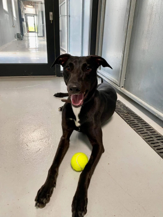 Illustration de l'article : Retrouvée boiteuse sur le bord d’une route, cette chienne blessée semble avoir été abandonnée par ses maîtres pour une triste raison