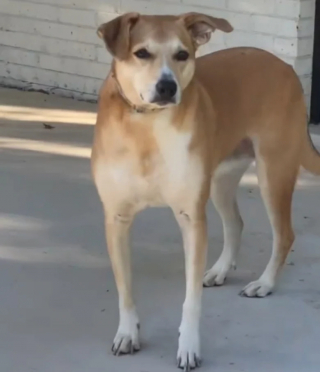 Illustration de l'article : N’ayant connu que la vie en appartement, une chienne de sauvetage découvre avec joie son nouveau jardin (vidéo)