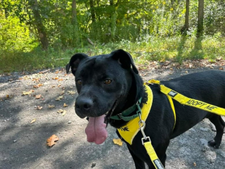 Illustration de l'article : Un chien qui faisait fuir les adoptants à cause de son anxiété trouve enfin la famille aimante qu’il attendait tant 