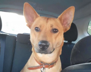 Illustration de l'article : Un chien rescapé d'un ouragan aide sa famille d'adoption à s'échapper d'un incendie 