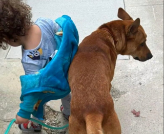 Illustration de l'article : Un chien rescapé d'un ouragan aide sa famille d'adoption à s'échapper d'un incendie 