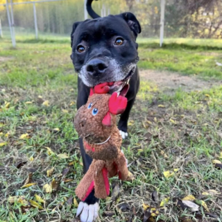 Illustration de l'article : L’équipe d’un refuge organise une petite fête d’adieu suite à l’adoption d’une chienne qui était présente depuis 1400 jours