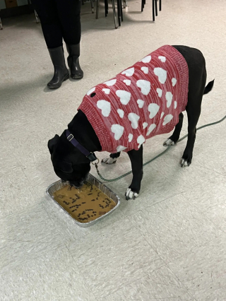 Illustration de l'article : L’équipe d’un refuge organise une petite fête d’adieu suite à l’adoption d’une chienne qui était présente depuis 1400 jours