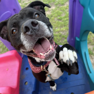 Illustration de l'article : L’équipe d’un refuge organise une petite fête d’adieu suite à l’adoption d’une chienne qui était présente depuis 1400 jours