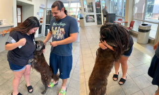 Illustration de l'article : Après une disparition de 7 mois, l’équipe d’un refuge municipal retrouve cette chienne de 10 ans et peut la rendre à sa maîtresse