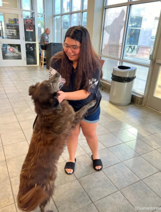 Illustration de l'article : Après une disparition de 7 mois, l’équipe d’un refuge municipal retrouve cette chienne de 10 ans et peut la rendre à sa maîtresse