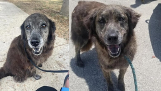Illustration de l'article : Après une disparition de 7 mois, l’équipe d’un refuge municipal retrouve cette chienne de 10 ans et peut la rendre à sa maîtresse