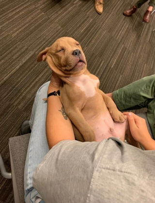 Illustration de l'article : 13 chats et chiens qui utilisent des stratagèmes ingénieux pour réclamer des câlins à leurs maîtres