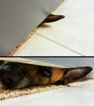 Illustration de l'article : 13 chats et chiens qui utilisent des stratagèmes ingénieux pour réclamer des câlins à leurs maîtres