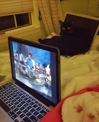 Illustration de l'article : 13 chats et chiens qui utilisent des stratagèmes ingénieux pour réclamer des câlins à leurs maîtres