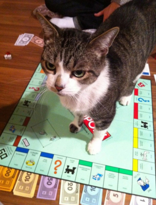 Illustration de l'article : 13 chats et chiens qui utilisent des stratagèmes ingénieux pour réclamer des câlins à leurs maîtres