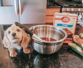 Illustration de l'article : 13 chats et chiens qui utilisent des stratagèmes ingénieux pour réclamer des câlins à leurs maîtres