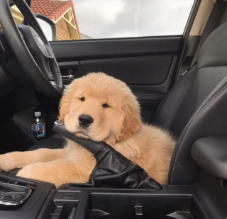 Illustration de l'article : 13 chats et chiens qui utilisent des stratagèmes ingénieux pour réclamer des câlins à leurs maîtres