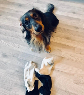 Illustration de l'article : 13 chats et chiens qui utilisent des stratagèmes ingénieux pour réclamer des câlins à leurs maîtres