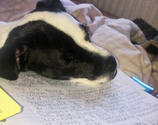 Illustration de l'article : 13 chats et chiens qui utilisent des stratagèmes ingénieux pour réclamer des câlins à leurs maîtres