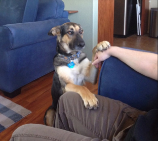 Illustration de l'article : 13 chats et chiens qui utilisent des stratagèmes ingénieux pour réclamer des câlins à leurs maîtres