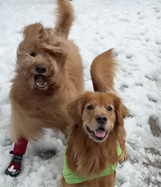 Illustration de l'article : Privés de vacances, ces deux chiens découvrent la neige grâce à une surprise magique de leur maître