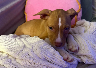 Illustration de l'article : Une chienne aveugle attachée à un poteau, secourue de justesse avant un ouragan dévastateur