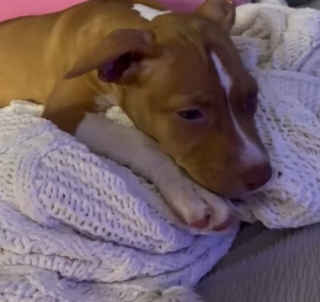 Illustration de l'article : Une chienne aveugle attachée à un poteau, secourue de justesse avant un ouragan dévastateur