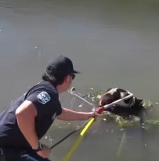 Illustration de l'article : Portée par le courant d'un canal, cette chienne coincée sur un caddie a survécu grâce à la ténacité des pompiers