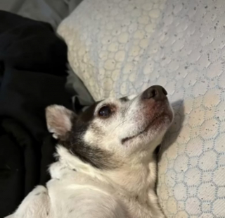 Illustration de l'article : Portée par le courant d'un canal, cette chienne coincée sur un caddie a survécu grâce à la ténacité des pompiers