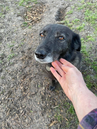 Illustration de l'article : Sa maîtresse part faire des courses, cette chienne de 14 ans s’échappe pour la retrouver coûte que coûte et déclenche une importante opération de recherches